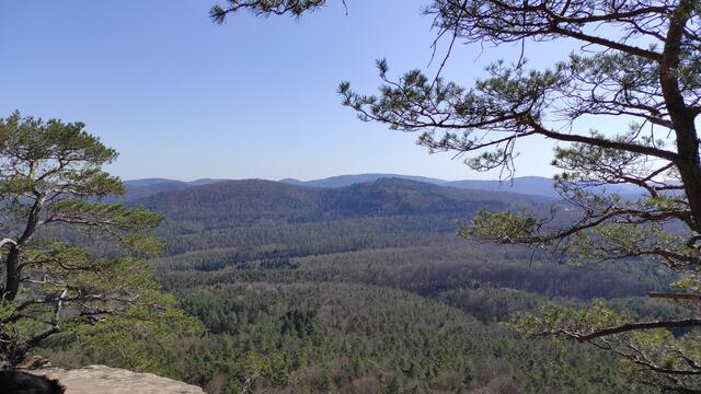 Weiter Blick bis in die Vogesen. | Foto: B.Bender