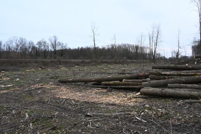 „Am Kirchel in der Brunnengewanne“  im März 2021 | Foto: A. Abt