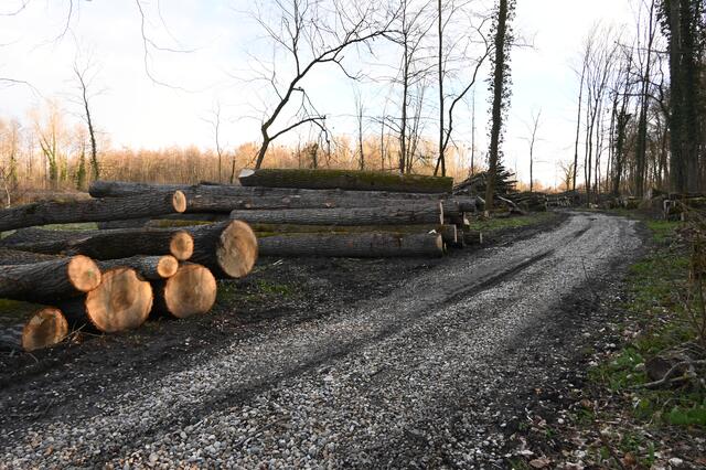 „Am Kirchel in der Brunnengewanne“  im März 2021 | Foto: A. Abt