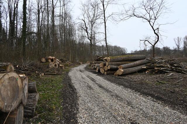 „Am Kirchel in der Brunnengewanne“  im März 2021 | Foto: A. Abt