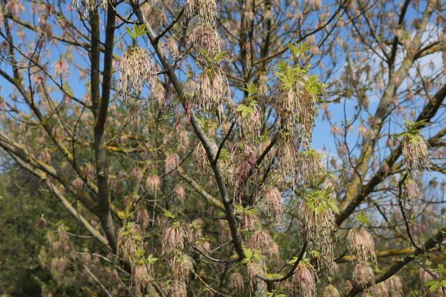 Kennt jemand diese Blüten? | Foto: Alexander Funk