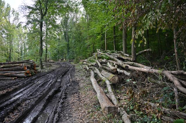 „Am Kirchel in der Brunnengewanne“  im Oktober 2020 | Foto: A. Abt