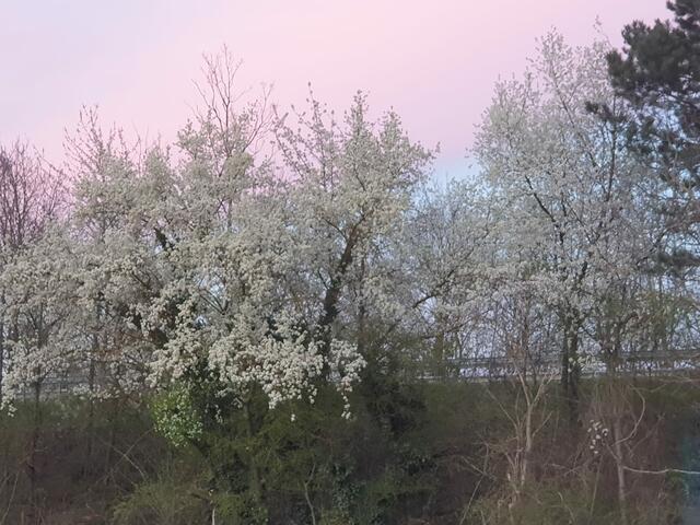 Ein schöne Übergang von weißer Blüte zu rosa-blauem Himmel | Foto: Uschi Traeu