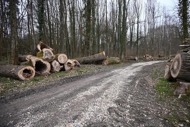 „Am Kirchel in der Brunnengewanne“  im März 2021 | Foto: A. Abt
