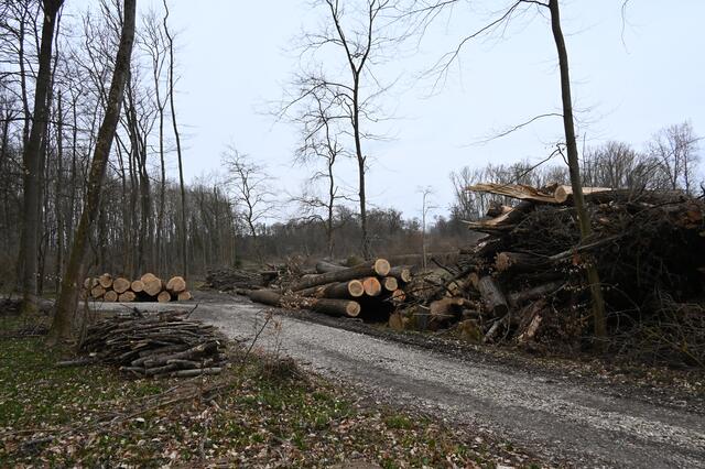 „Am Kirchel in der Brunnengewanne“  im März 2021 | Foto: A. Abt