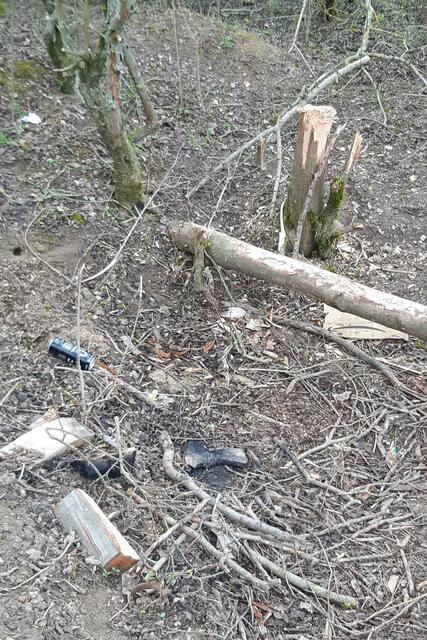 Große Äste und ganze Stämme wurden abgeholzt und als Brennmaterial verwendet.