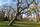 Ein ungewohntes Bild: Der große Trompetenbaum im Landauer Goethepark freut sich über eine Stütze.
 | Foto: stp