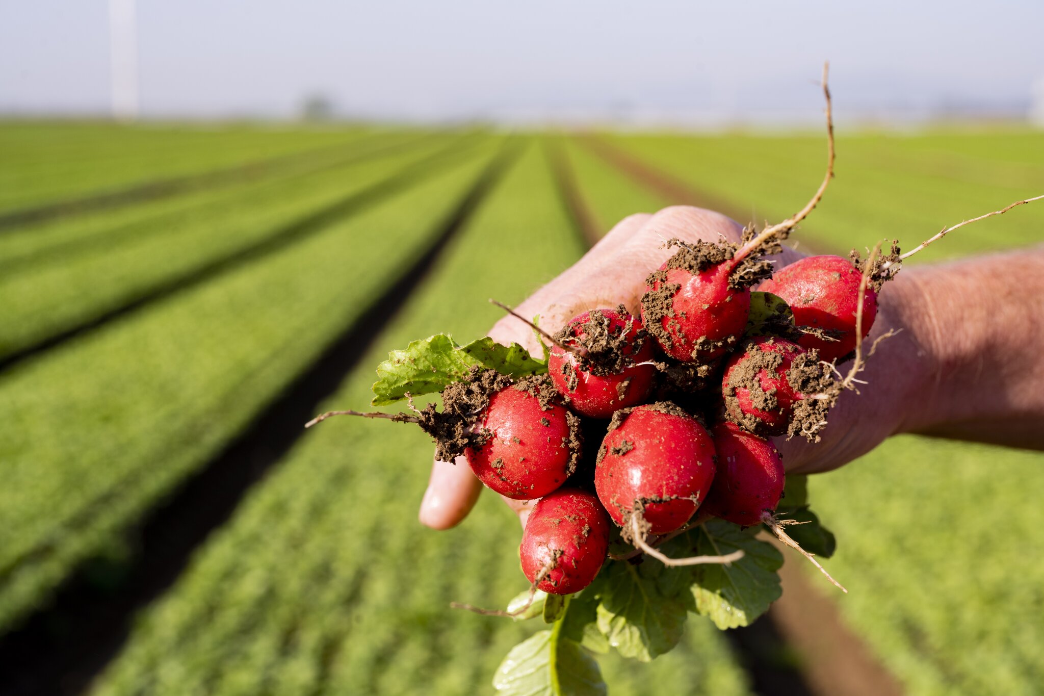 Gute Bilanz für das Geschäftsjahr 2020 Pfalzmarkt für Obst und Gemüse eG stemmt sich