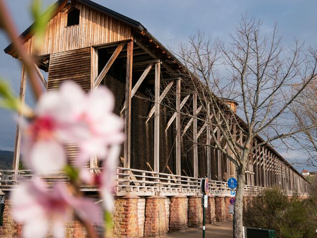 Blütenpracht in Bad Dürkheim | Foto: Kim Rileit