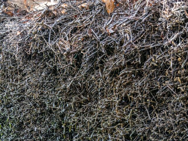 Auf dem einzelnen Reisigbündel kann der Vorgang der großen Saline nachempfunden werden | Foto: Kim Rileit