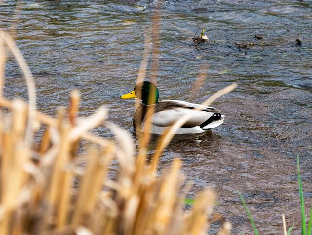 Auch von Tieren gerne besucht: Diese Ente schwimmt in der Isenach, die entlang der Salinen verläuft | Foto: Kim Rileit
