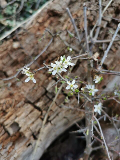 Streuobstwiese in voller Blüte
