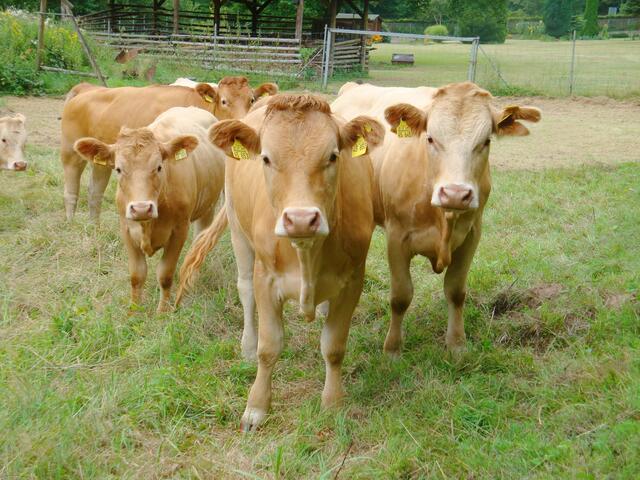 Liefern köstliches Fleisch und pflegen die Kulturlandschaft: Glanrinder