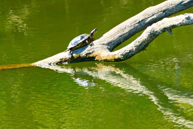 Auch nach 2 Stunden noch auf dem Ast | Foto: Brigitte Melder