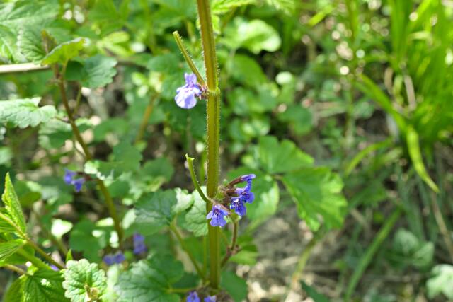 Kann man essen: Gundermann, schmeckt nach Minze | Foto: Brigitte Melder