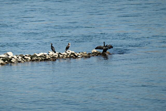 Kormorane  | Foto: Brigitte Melder