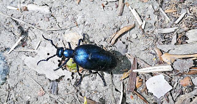 Schwarzblauer Ölkäfer, Achtung giftig! | Foto: Brigitte Melder
