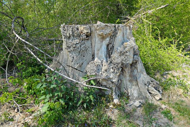 Ein ziemlich alter dicker Baumstamm beherbergt auch viele Insekten | Foto: Brigitte Melder