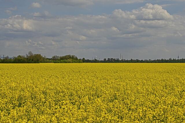 Foto: Ilona Schäfer