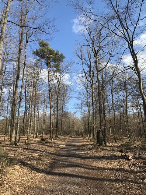 Weg ausgehend vom Annweiler Forsthaus | Foto: B. Bender