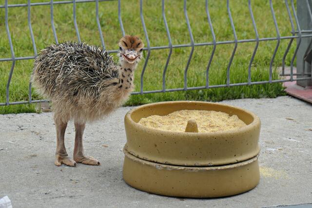 Chees - sieht aus als wenn das Küken in die Kamera lacht | Foto: Brigitte Melder