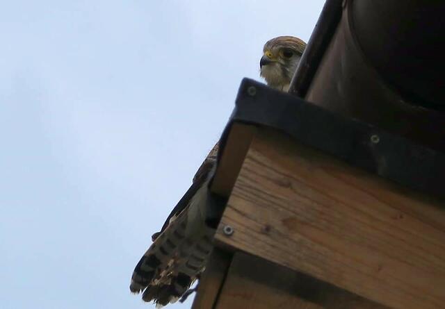 Turmfalke auf dem Dach | Foto: Yvonne Klesius