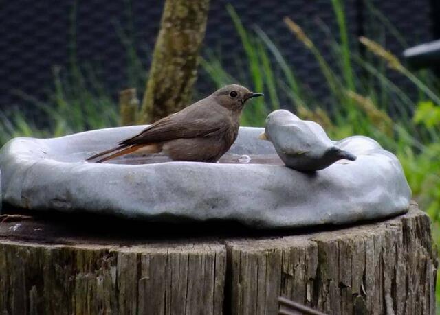 Foto: Yvonne Klesius