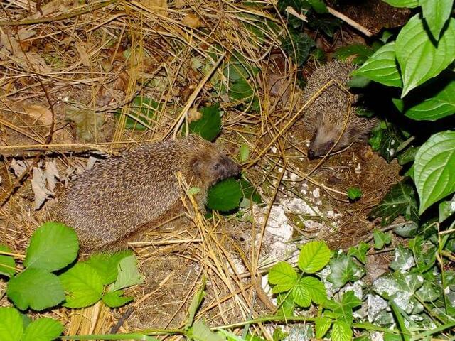 Foto: Yvonne Klesius