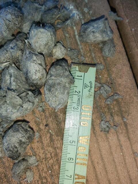 So groß ist das Gewölle | Foto: Yvonne Klesius