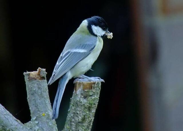 Foto: Yvonne Klesius