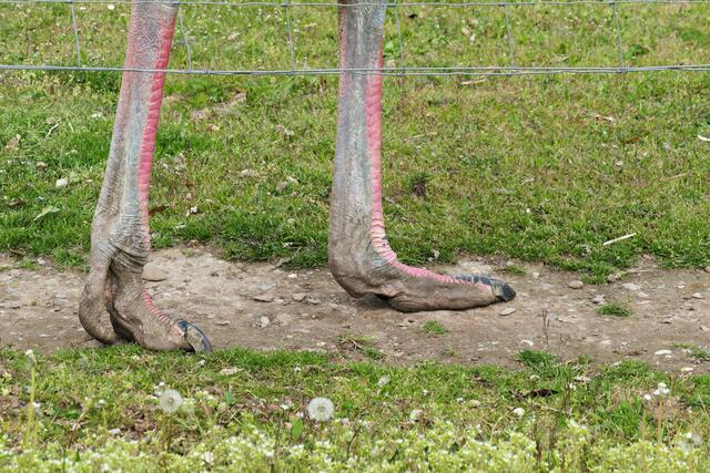 Wahnsinnig kräftige Füße haben die Strauße | Foto: Brigitte Melder