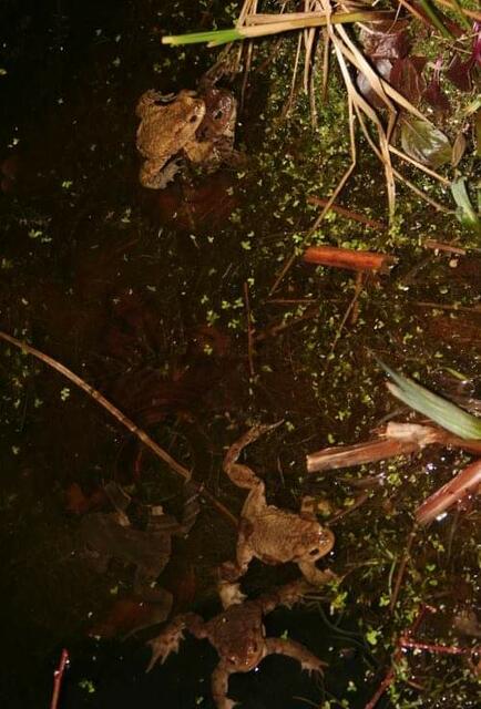 Im Teich | Foto: Yvonne Klesius