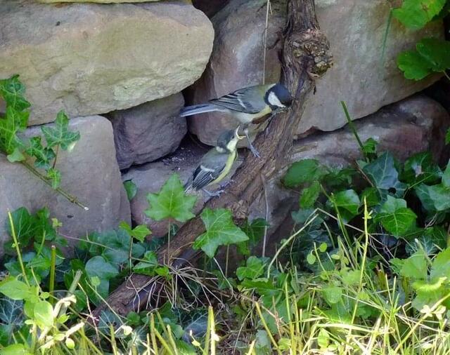 Foto: Yvonne Klesius