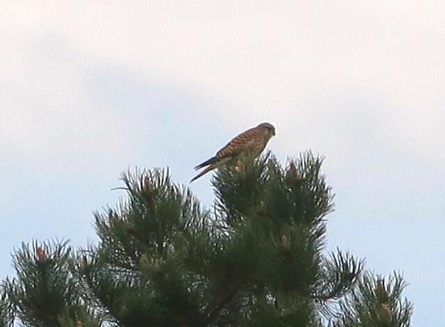 Da sitzt der Turmfalke im Baum | Foto: Yvonne Klesius