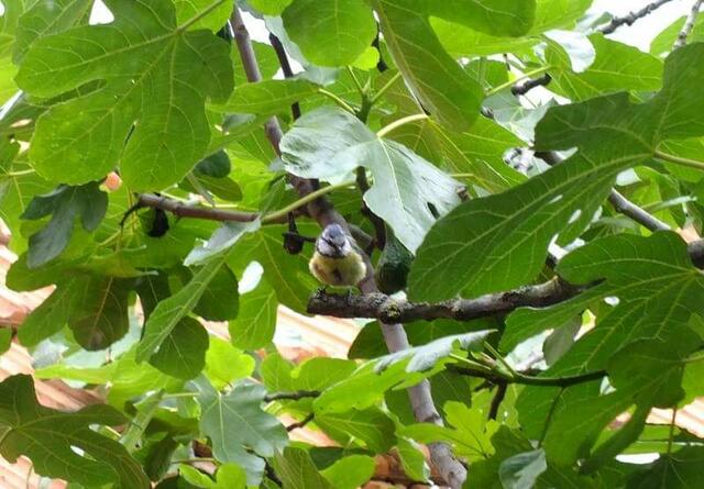 Foto: Yvonne Klesius