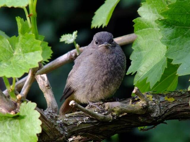 Foto: Yvonne Klesius