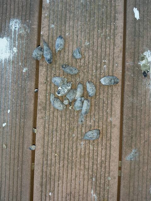 Aufgefundenes Gewölle (also Kot vom Turmfalken) | Foto: Yvonne Klesius