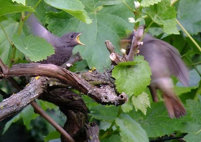 Foto: Yvonne Klesius