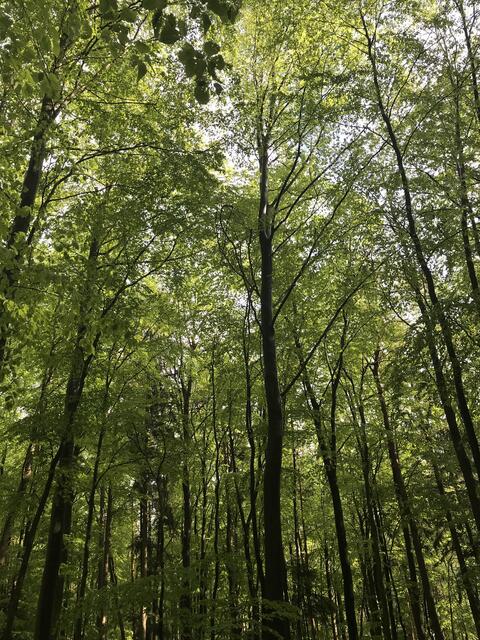 Frische Waldluft einatmen | Foto: B. Bender