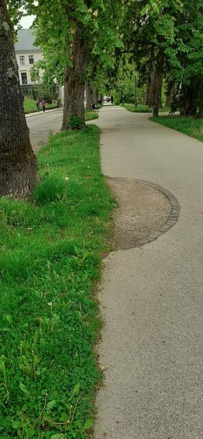 So löst die Stadt Baden-Baden das Problem der „Wurzelschäden“. Ein Vorbild für Speyer?