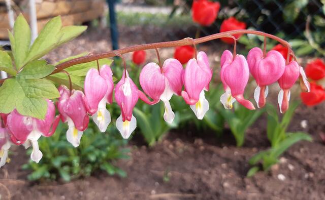 Frühlingsimpression
Tränendes Herz im Garten | Foto: Anette Oeler