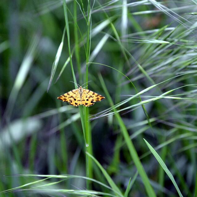 Tagfalter (Art?) - gesehen in den Tongruben Jockgrim | Foto: A. Abt