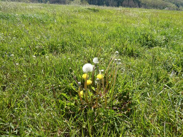 Drei Generationen auf einer Pflanze. Die älteste Genaration hat bereits ihre Samenflieger auf die Reise geschickt, die Zweite ist gerade dabei und die Dritte wir in Kürze für neue Samen sorgen. | Foto: Heinrich Schneider
