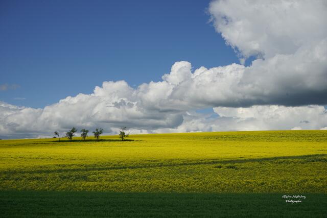 Rapsfeld zwischen Lohnsfeld und Winnweiler  | Foto: Stephen Wüstenberg Photographie - Wartenberg-Rohrbach