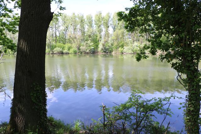 Idyll am Altrhein | Foto: Heike Schwitalla