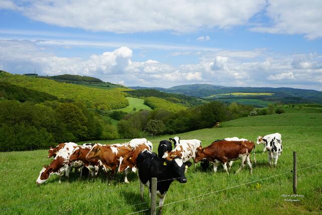 Tierische Idylle - Zwischen Dörrmoschel und Schönborn bei Rockenhausen mit Blick auf den Donnersberg | Foto: Stephen Wüstenberg Photographie - Wartenberg-Rohrbach