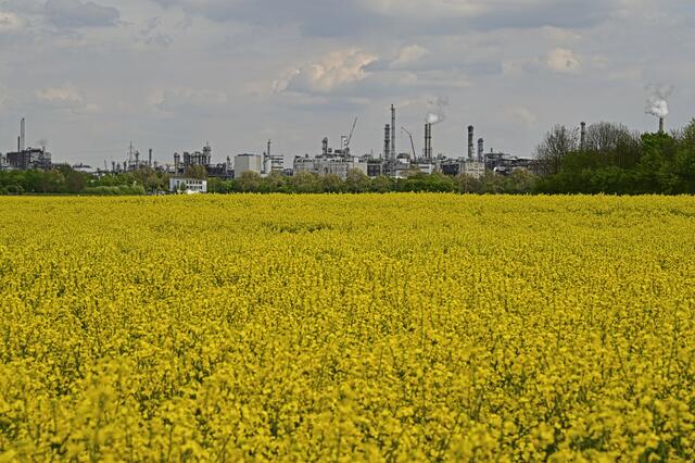 Rapsfeld | Foto: Ilona Schäfer