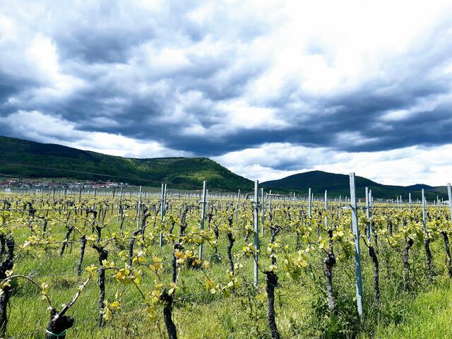 Pfingstsonntag in der Pfalz | Foto: S. Bast