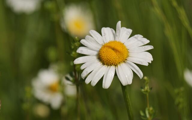 Margarite mit Morgentau
