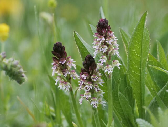 Wilde Orchideen / Brandknabenkraut